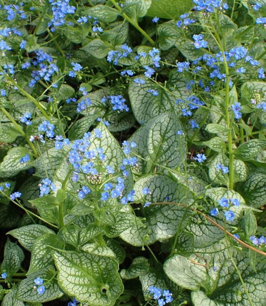 Brunnera macrophylla 'Sea heart'
